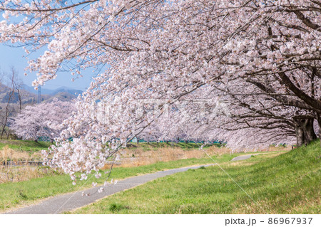 埼玉県 本庄市 こだま千本桜の写真素材