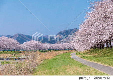 埼玉県 本庄市 こだま千本桜の写真素材