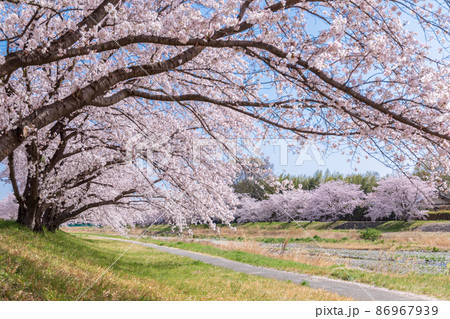 「埼玉県」本庄市・こだま千本桜 「埼玉県」本庄市・こだま千本桜 86967939