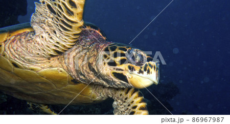 Hawksbill Sea Turtle, South Ari Atoll, Maldives 86967987