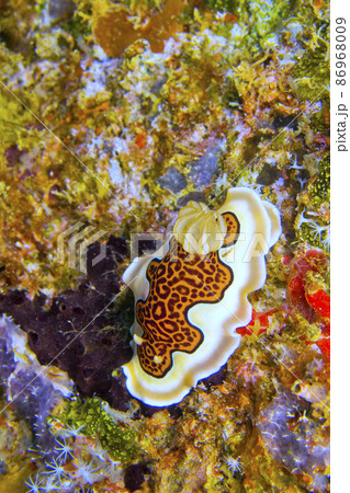 Dorid Nudibranch, South Ari Atoll, Maldives 86968009