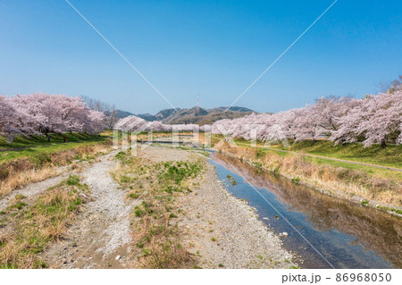 空撮「埼玉県」本庄市・こだま千本桜 空撮「埼玉県」本庄市・こだま千本桜 86968050