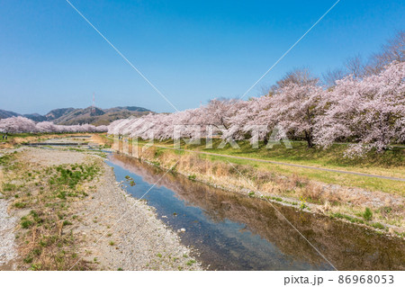 空撮「埼玉県」本庄市・こだま千本桜 空撮「埼玉県」本庄市・こだま千本桜 86968053