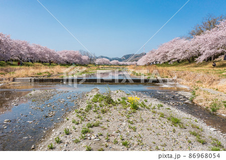 空撮「埼玉県」本庄市・こだま千本桜 空撮「埼玉県」本庄市・こだま千本桜 86968054