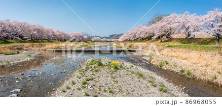 空撮「埼玉県」本庄市・こだま千本桜 86968055