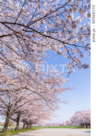 「埼玉県」見沼田んぼの美しい桜回廊 86968142