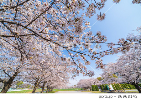 「埼玉県」見沼田んぼの美しい桜回廊 「埼玉県」見沼田んぼの美しい桜回廊 86968145