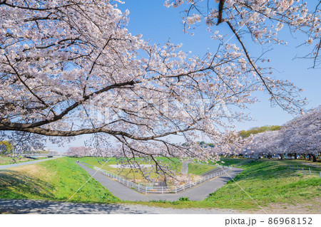 「埼玉県」見沼田んぼの美しい桜回廊 「埼玉県」見沼田んぼの美しい桜回廊 86968152