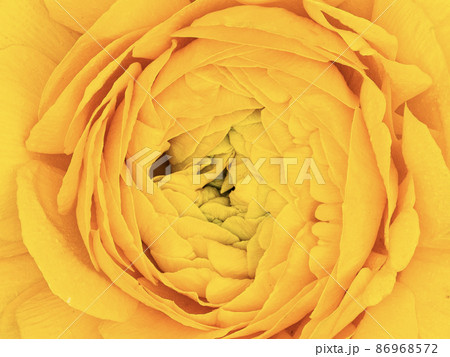 ラナンキュラス　花 86968572