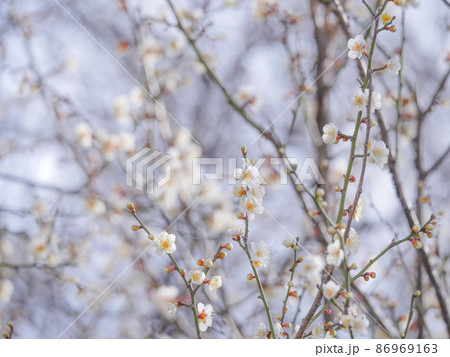 梅の花14 白 梅の花14 白 86969163
