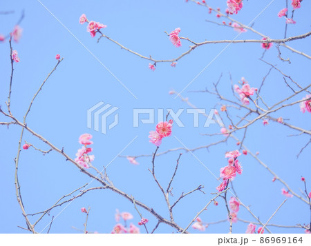 梅の花15 ピンク 梅の花15 ピンク 86969164