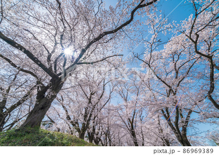 「埼玉県」本庄市・雉岡城跡の美しい桜並木 86969389