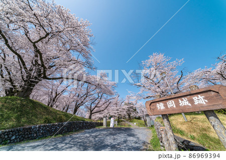 「埼玉県」本庄市・雉岡城跡の美しい桜並木 86969394