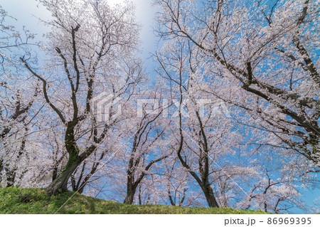 「埼玉県」本庄市・雉岡城跡の美しい桜並木 86969395