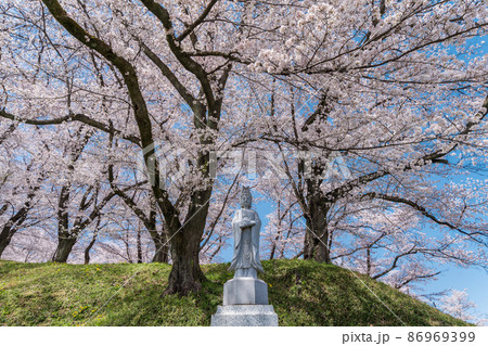 「埼玉県」本庄市・雉岡城跡の美しい桜並木 86969399