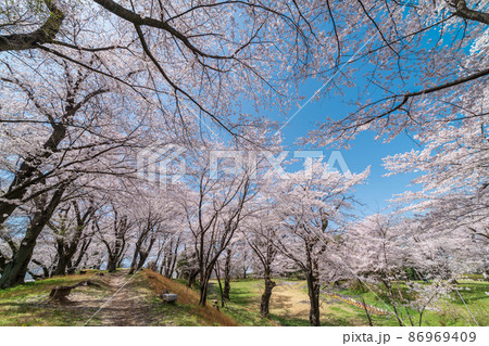 「埼玉県」本庄市・雉岡城跡の美しい桜並木 「埼玉県」本庄市・雉岡城跡の美しい桜並木 86969409