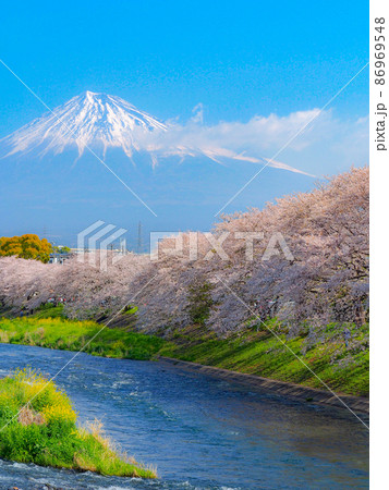 静岡県富士市・龍巌淵の桜 86969548