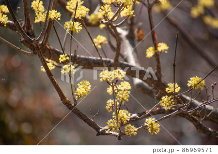 陽に向かって咲く黄色い花 陽に向かって咲く黄色い花 86969571