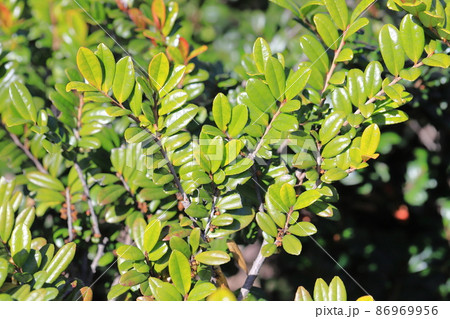 新芽が出てきたハマヒサカキの葉 新芽が出てきたハマヒサカキの葉 86969956