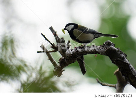 枝の間から餌を見つけるシジュウカラ 86970273