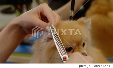 The girl cuts the ears of Spitz and gives them a certain shape - close-up 86971274