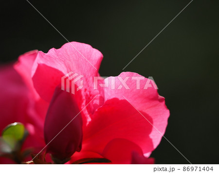 アザレア 86971404