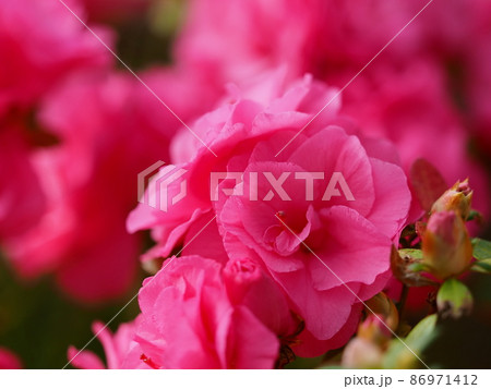 アザレア 86971412