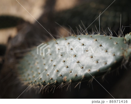サボテン 86971416