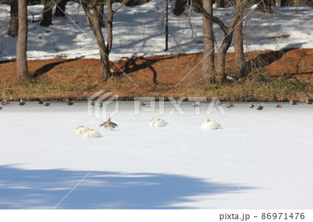 冬の水辺の野鳥 86971476