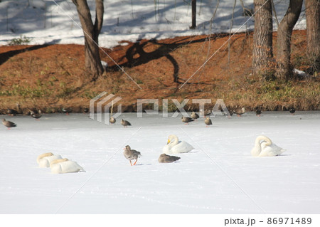 冬の水辺の野鳥 86971489