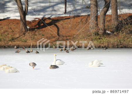 冬の水辺の野鳥 冬の水辺の野鳥 86971497
