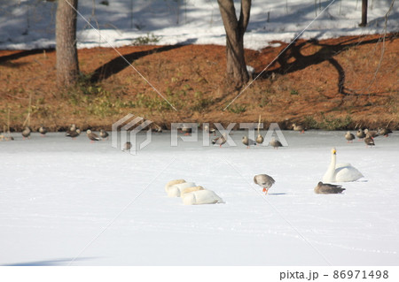 冬の水辺の野鳥 冬の水辺の野鳥 86971498