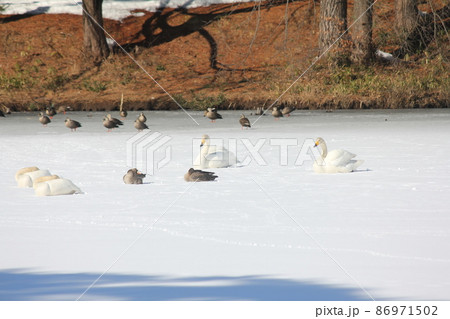 冬の水辺の野鳥 86971502