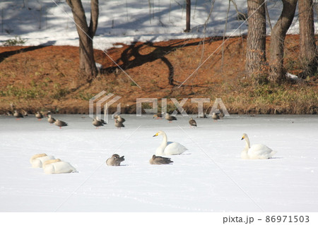 冬の水辺の野鳥 冬の水辺の野鳥 86971503