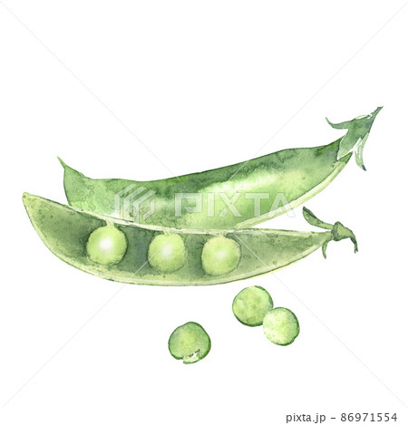 Composition of watercolor pea pods. Illustrated organic food. Design for menu, receipt, label and packaging. Composition of watercolor pea pods. Illustrated organic food. Design for menu, receipt, label and packaging. 86971554