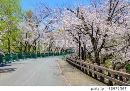 熊本城「二の丸公園から桜と城」春の季節Kumamoto Castle(Sakura flower) 熊本城「二の丸公園から桜と城」春の季節Kumamoto Castle(Sakura flower) 86971563