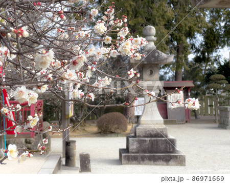 梅の季節の香川・滝宮天満宮 86971669