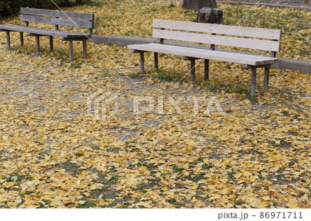 公園の地面に落ちている銀杏の葉 公園の地面に落ちている銀杏の葉 86971711