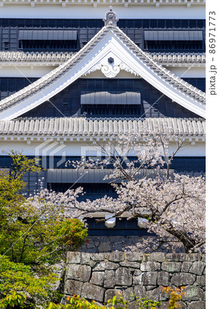 熊本城 桜の花と天守閣風景Kumamoto Castle and cherry blossoms 熊本城 桜の花と天守閣風景Kumamoto Castle and cherry blossoms 86971773