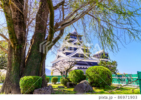 熊本城　桜の花と天守閣風景Kumamoto Castle and cherry blossoms 86971903