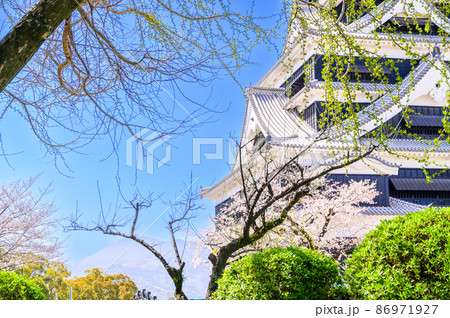 熊本城　桜の花と天守閣風景Kumamoto Castle and cherry blossoms 86971927
