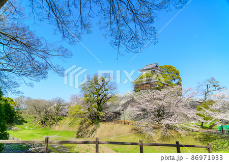 熊本城 桜の花と天守閣風景Kumamoto Castle and cherry blossoms 熊本城 桜の花と天守閣風景Kumamoto Castle and cherry blossoms 86971933