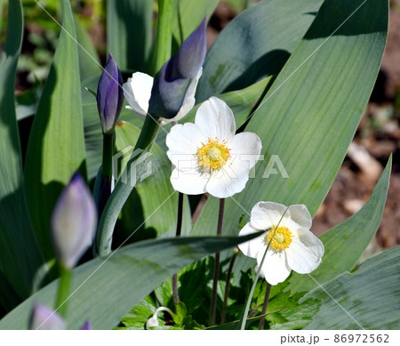 White flowers of the Forest anemone or Anemone (Latin. Anemone) 86972562