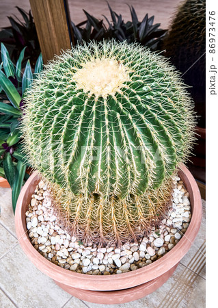 Round cactus grows in pot with pebble near plants of garden Round cactus grows in pot with pebble near plants of garden 86973476