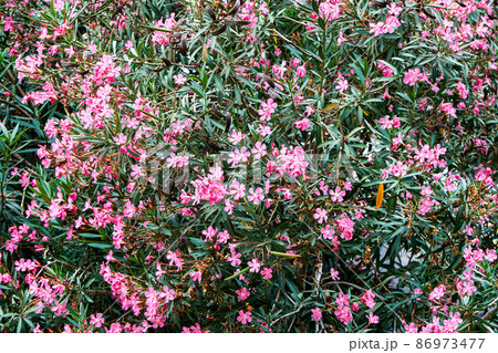 Green oleander bush blooms with bright pink flowers in park Green oleander bush blooms with bright pink flowers in park 86973477