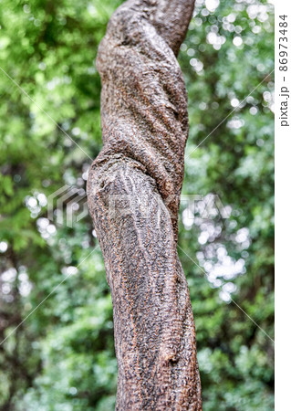 Woody liana of wisteria floribunda growing against trees 86973484