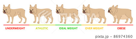 Dog Weight Stages Concept 86974360