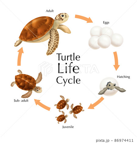 Turtle Life Cycle Set 86974411