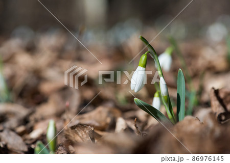 Close up of snowdrop flowers blooming in sunny spring day in the forest - selective focus, copy space Close up of snowdrop flowers blooming in sunny spring day in the forest - selective focus, copy space 86976145