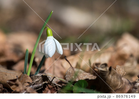 Close up of snowdrop flowers blooming in sunny spring day in the forest - selective focus, copy space Close up of snowdrop flowers blooming in sunny spring day in the forest - selective focus, copy space 86976149